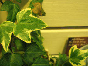ivy02.jpg